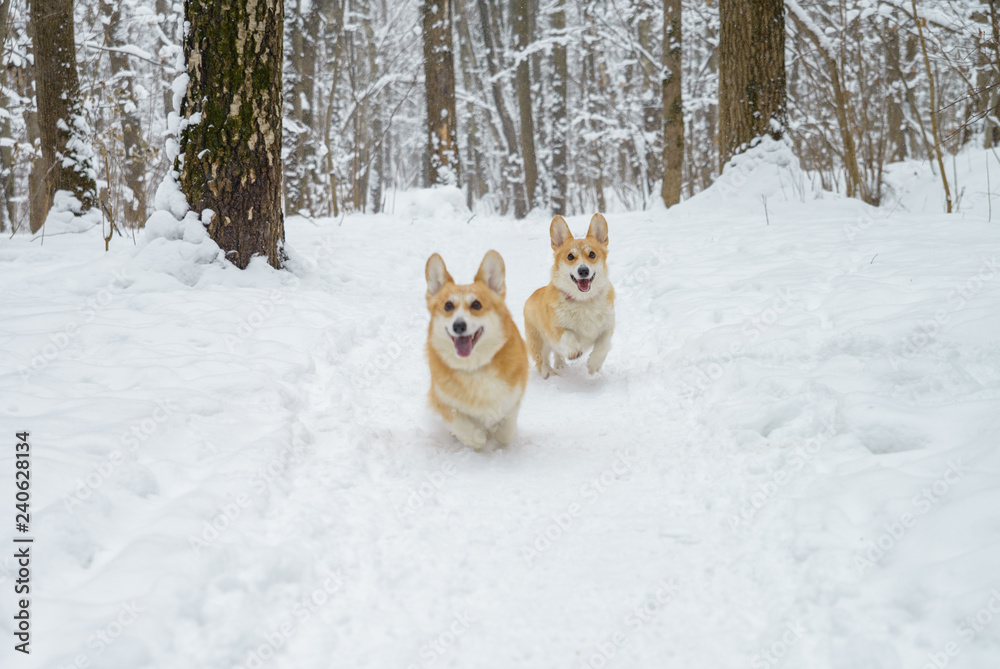two small dogs in the winter forest, welsh corgi pembroke two small dogs in the winter forest, welsh corgi pembroke