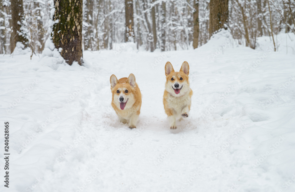 two small dogs in the winter forest, welsh corgi pembroke