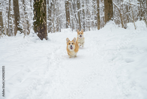 two small dogs in the winter forest, welsh corgi pembroke © kurtov