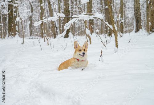 two small dogs in the winter forest, welsh corgi pembroke © kurtov