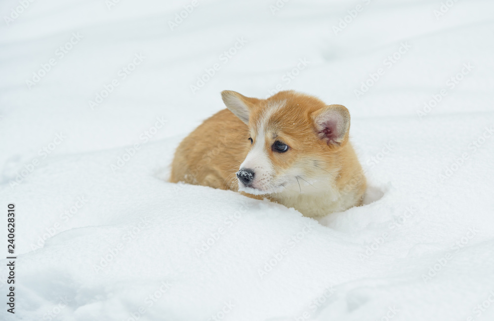 two small dogs in the winter forest, welsh corgi pembroke two small dogs in the winter forest, welsh corgi pembroke