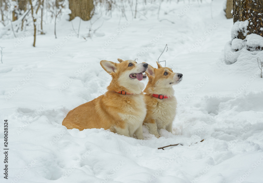 two small dogs in the winter forest, welsh corgi pembroke two small dogs in the winter forest, welsh corgi pembroke
