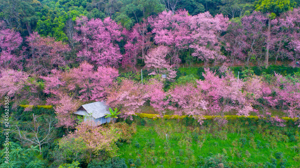 Obraz premium Cherry blossom blooming