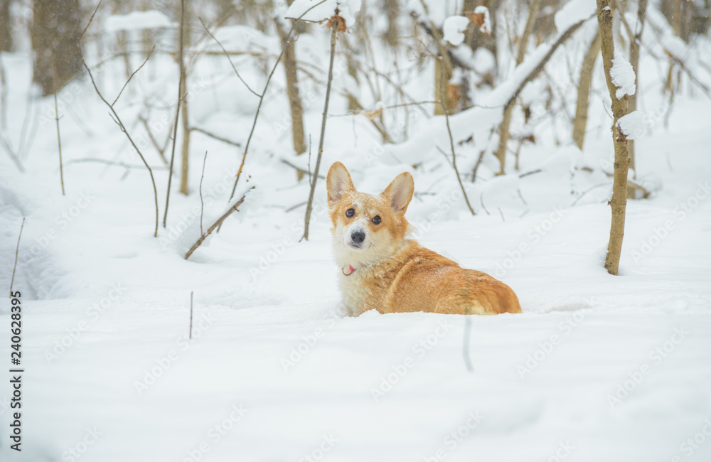 two small dogs in the winter forest, welsh corgi pembroke