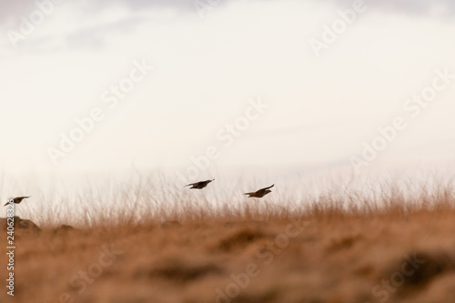 Photo Wild Red-legged Partridge in natural habitat of reeds and grasses on moorland in