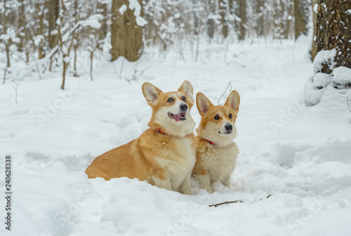 two small dogs in the winter forest  welsh corgi pembroke