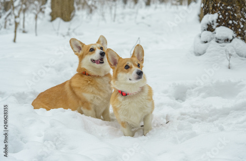 two small dogs in the winter forest, welsh corgi pembroke