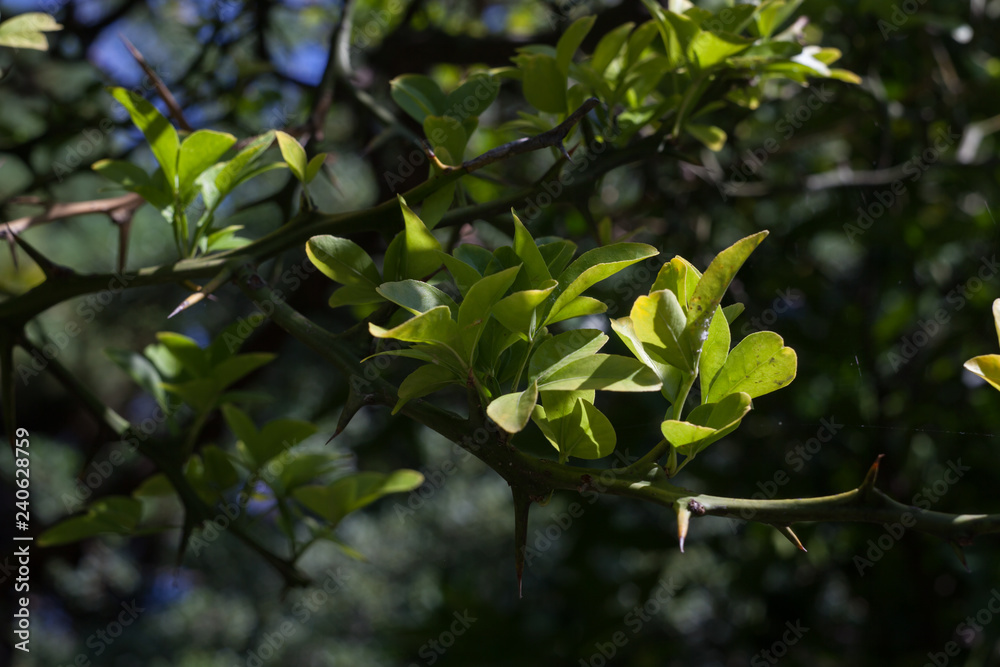 Fototapeta premium unripe Japanese lemon hanging on a branch. Croatia - image