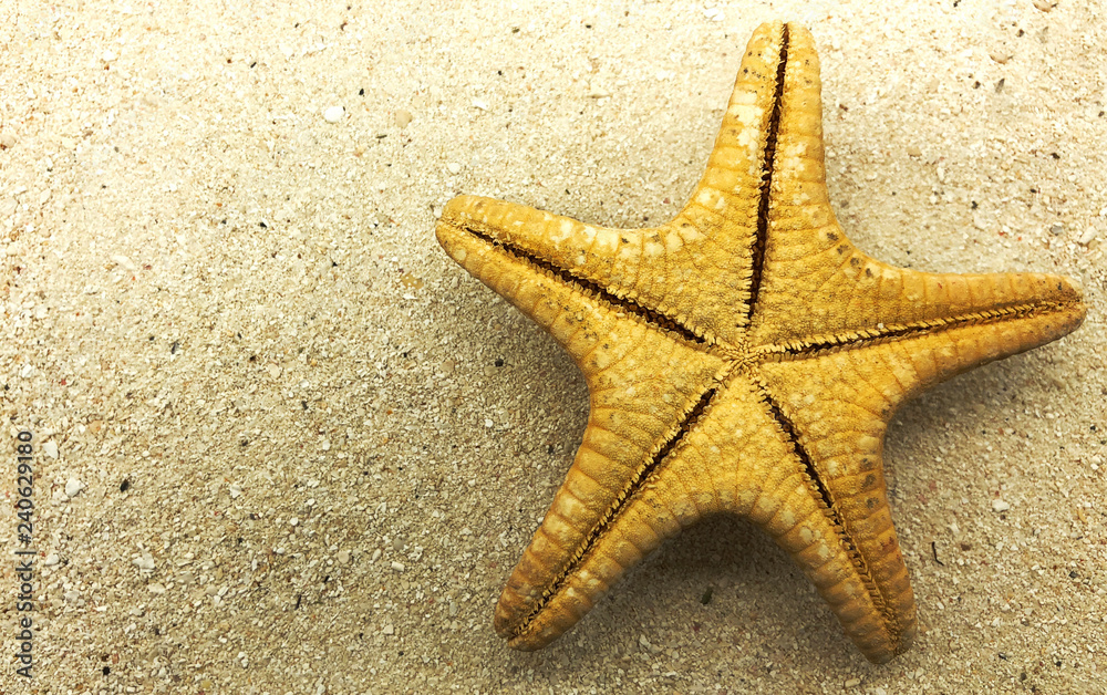 starfish closeup on sand summer season sunny closeup concept starfish closeup on sand summer season sunny closeup concept