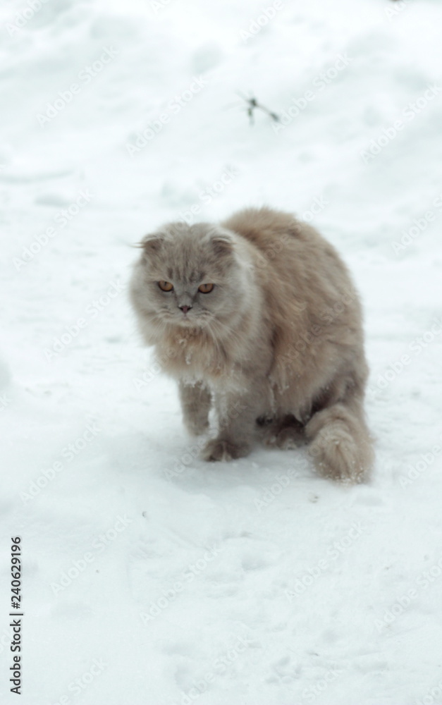 Cat in the snow fluffed out