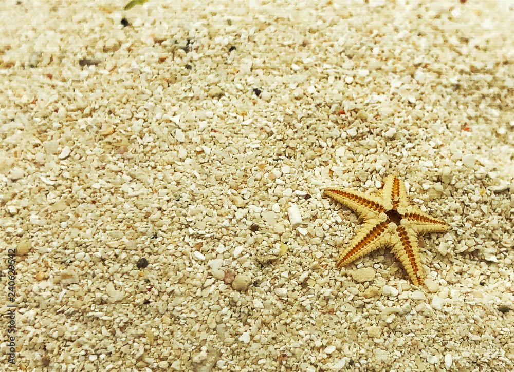 tiny starfish on sand closeup shot summer concept tiny starfish on sand closeup shot summer concept