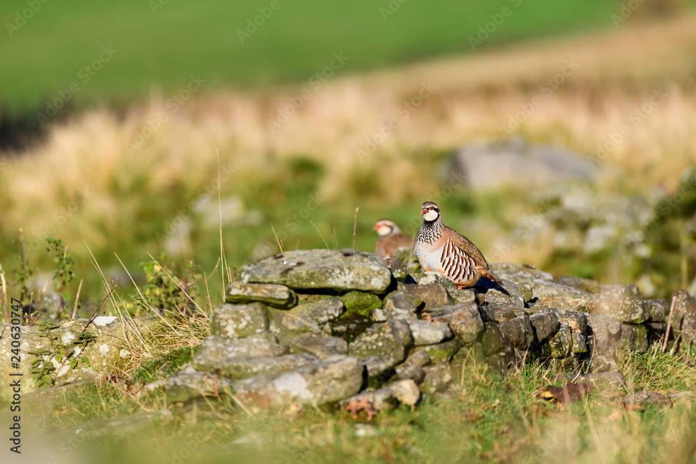 Wild Red-legged Partridge in natural habitat of reeds and grasses on moorland in Yorkshire Dales, UK Wild Red-legged Partridge in natural habitat of reeds and grasses on moorland in Yorkshire Dales, UK