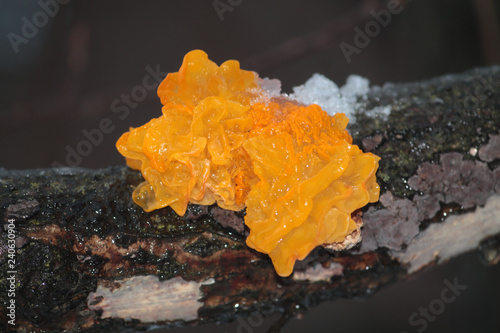 Tremella mesenterica or golden jelly fungus, Belarus photo