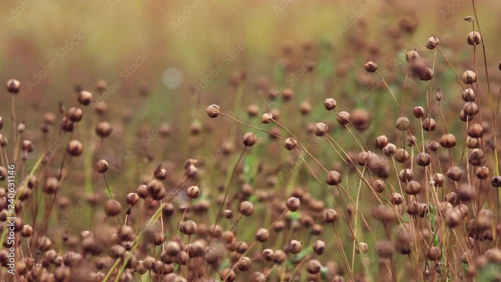 Ripe flax (Linum usitatissimum) or linseed plants in field, selective focus Ripe flax (Linum usitatissimum) or linseed plants in field, selective focus