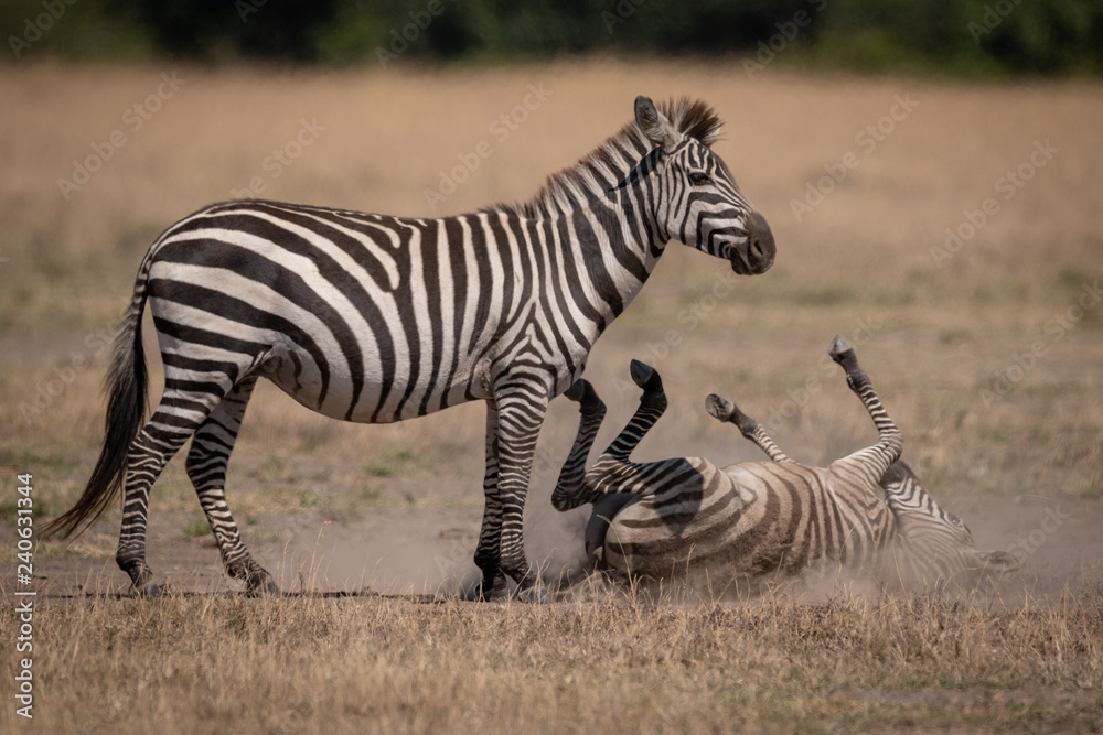Plains zebra rolling in dust by mother Plains zebra rolling in dust by mother