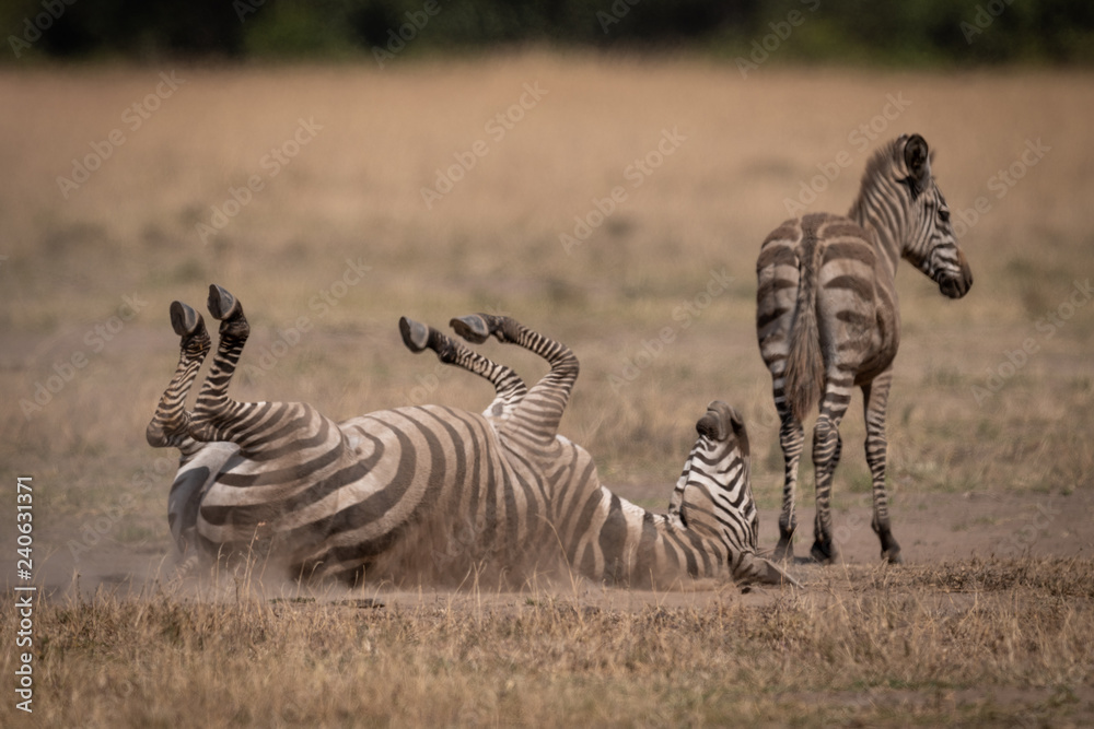 Obraz premium Plains zebra rolling in grass by foal