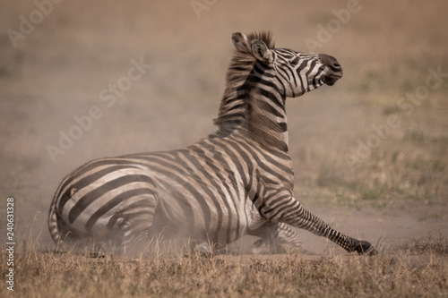 Plains zebra lying on grassland in dust