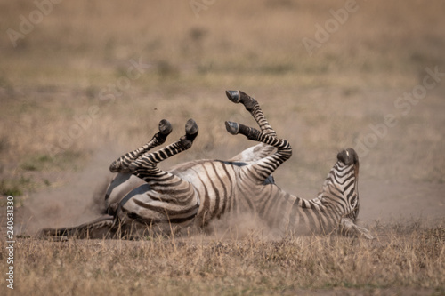 Plains zebra on savannah rolling in dust