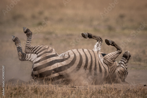 Plains zebra rolling on back in grass