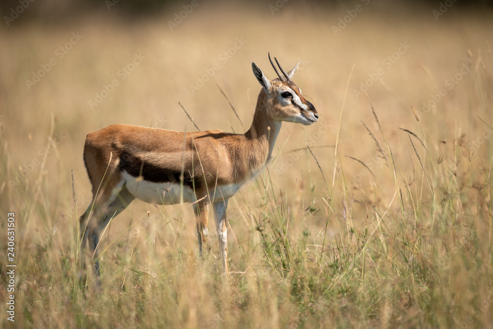 Thomson gazelle stands in grass in profile Thomson gazelle stands in grass in profile