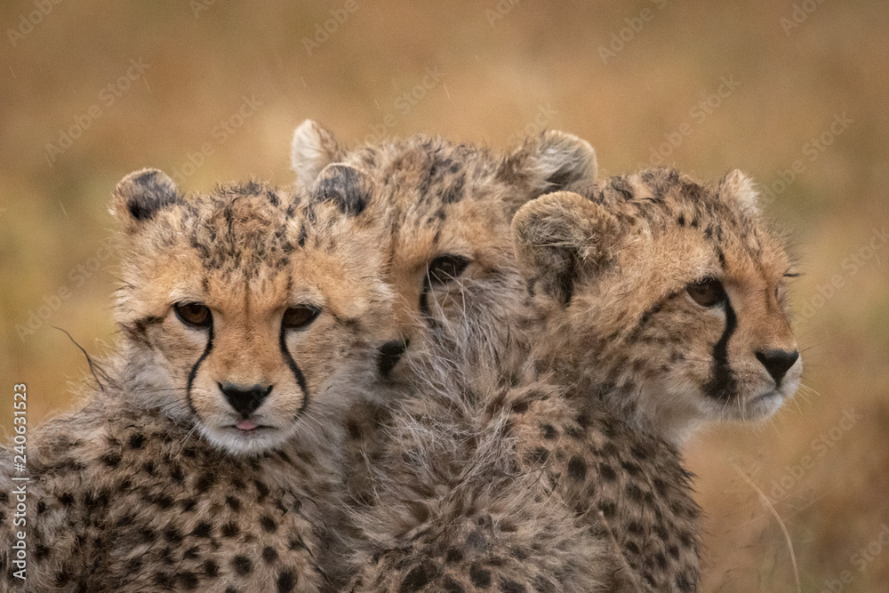 Three cheetah cubs huddle together in rain Three cheetah cubs huddle together in rain
