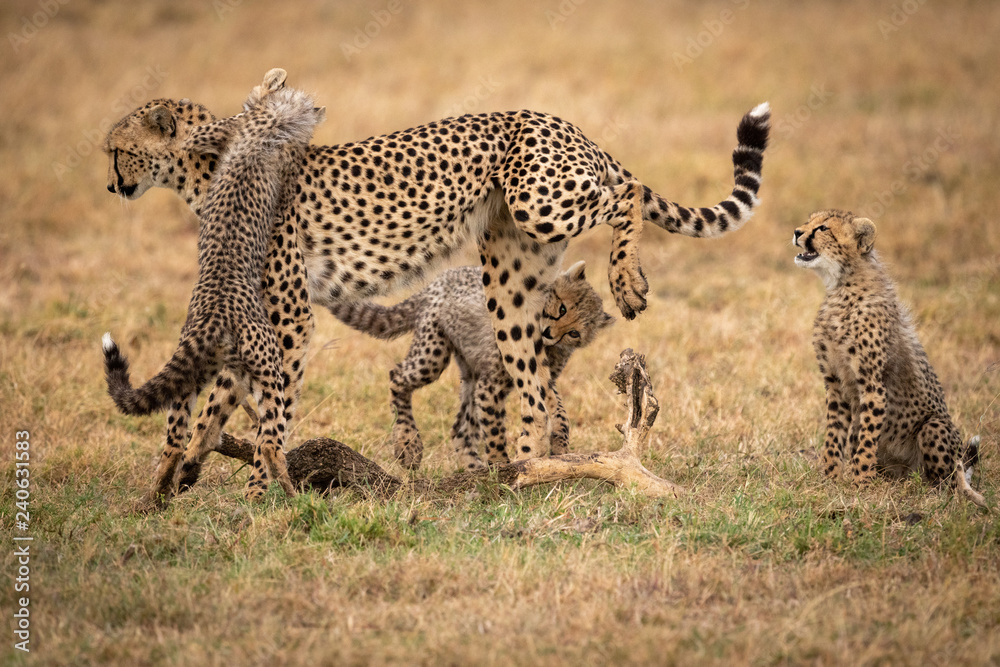 Obraz premium Three cheetah cubs play fighting with mother