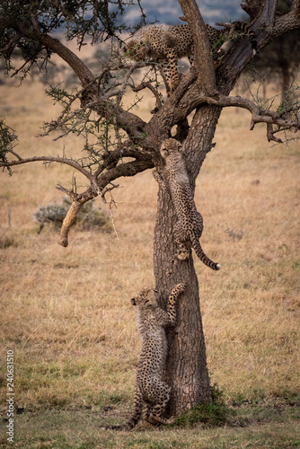 Three cheetah cubs climb thorn tree together