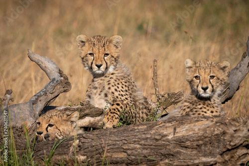 Fotografia, Obraz Three cheetah cubs lying behind dead log
