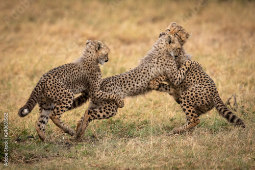 Three cheetah cubs play fight in grass © Nick Dale