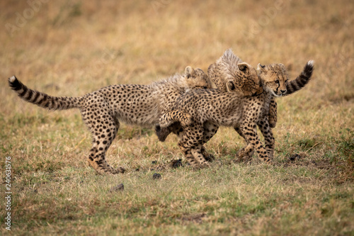 Three cheetah cubs play fighting on savannah © Nick Dale