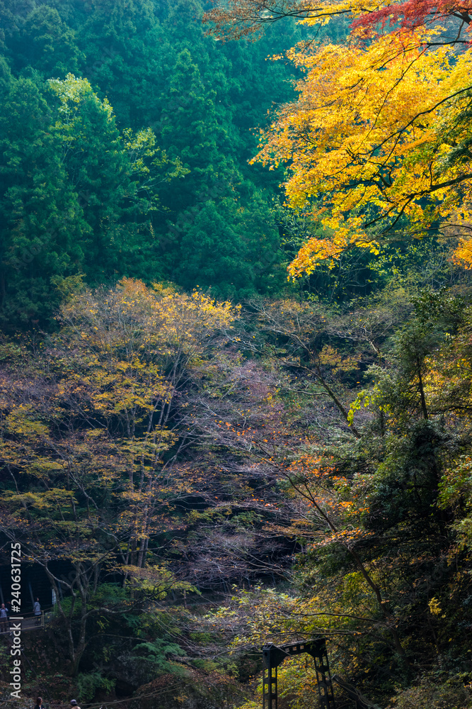 Autumn leaves of Fukuroda Falls in Daigo-cho, Kuji-district, Ibaraki Prefecture, Japan / Autumn leaves of Fukuroda Falls in Daigo-cho, Kuji-district, Ibaraki Prefecture, Japan /