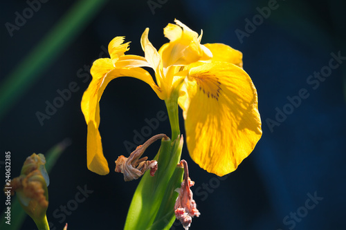 Fototapeta Naklejka Na Ścianę i Meble -  Yellow Iris flower over dark background
