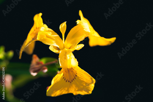 Fototapeta Naklejka Na Ścianę i Meble -  Yellow Iris flower over dark