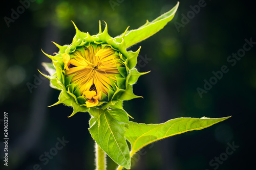 Sunflower bud over dark blurred background