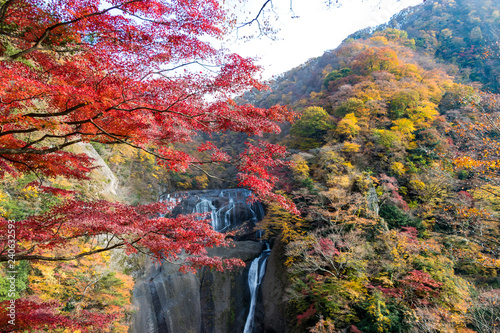 Autumn leaves of Fukuroda Falls in Daigo-cho, Kuji-district, Ibaraki Prefecture, Japan / 