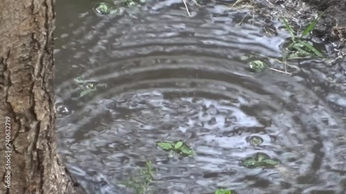 Rain and puddles.Raindrops.Grass in the rain