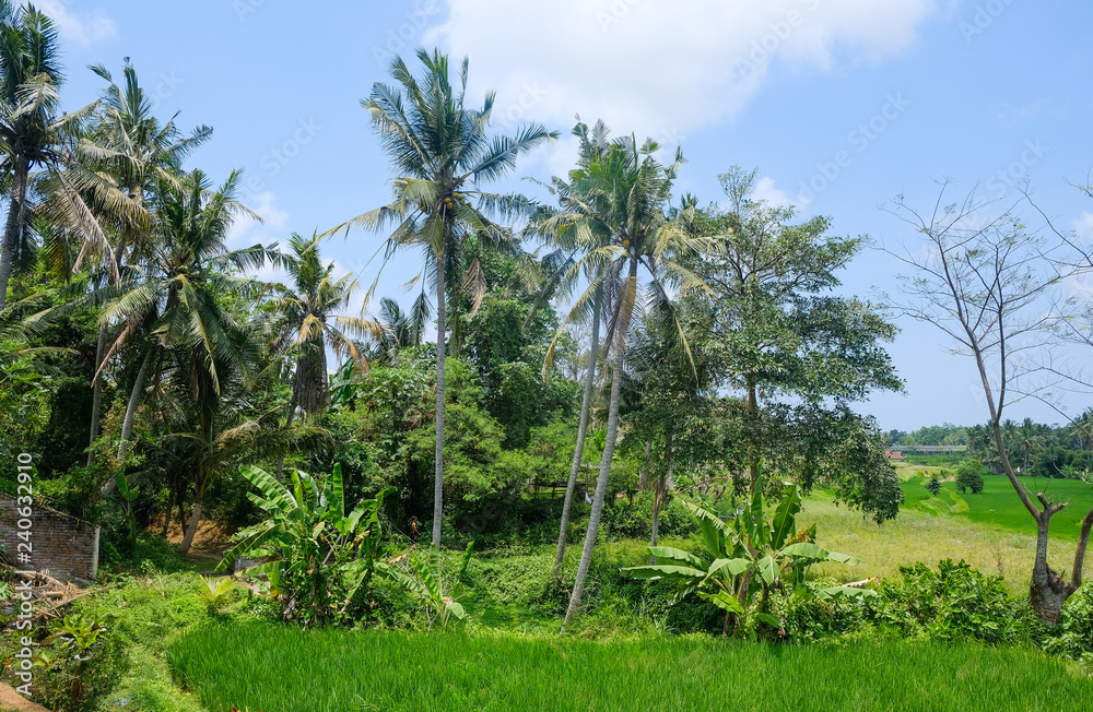 Rice terraces. Traditional rice fields in Bali. Green rice field farm background. Rice terraces. Traditional rice fields in Bali. Green rice field farm background.