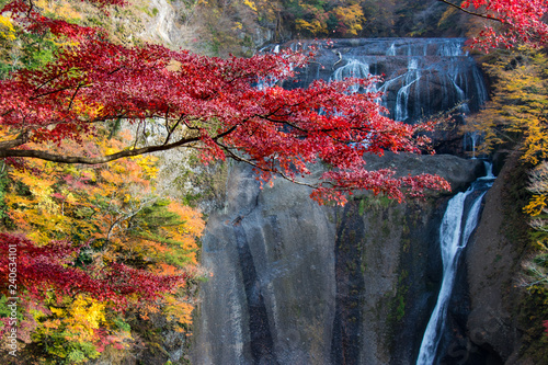 Autumn leaves of Fukuroda Falls in Daigo-cho, Kuji-district, Ibaraki Prefecture, Japan / 