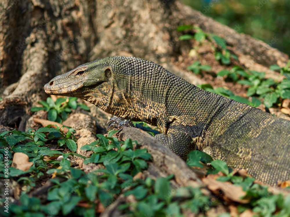 Massive Asian water monitor lizard spotted in Lumpini Park in Bangkok Massive Asian water monitor lizard spotted in Lumpini Park in Bangkok