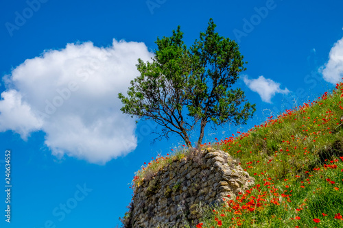 lonely tree and poppies on a green meadow in Provence photo