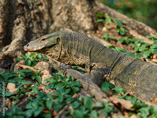 Massive Asian water monitor lizard spotted in Lumpini Park in Bangkok