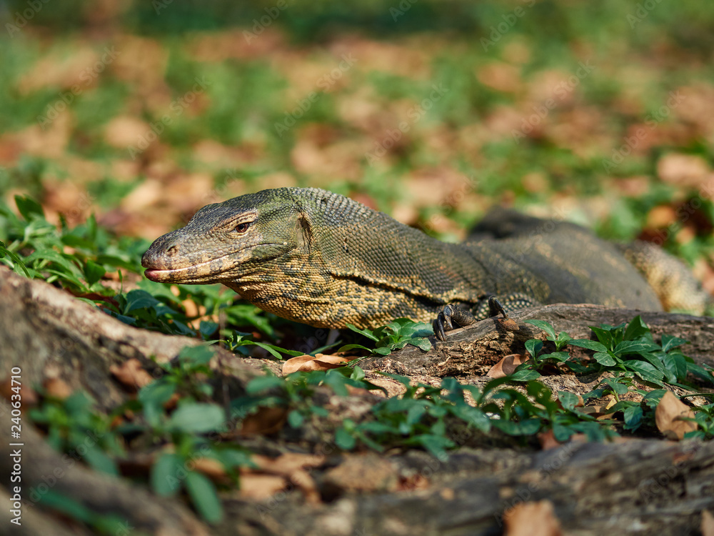 Massive Asian water monitor lizard spotted in Lumpini Park in Bangkok Massive Asian water monitor lizard spotted in Lumpini Park in Bangkok