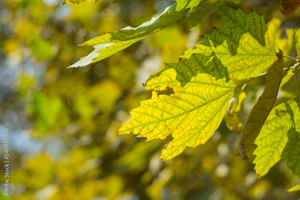 Photo of yellowed leaves on a branch strongly illuminated by sunlight Photo of yellowed leaves on a branch strongly illuminated by sunlight