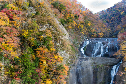 Autumn leaves of Fukuroda Falls in Daigo-cho, Kuji-district, Ibaraki Prefecture, Japan / 