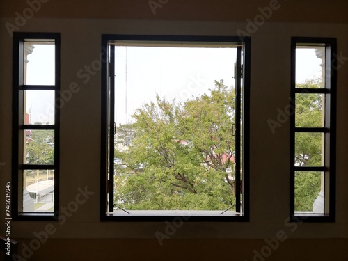 side window tree view outside. view from window