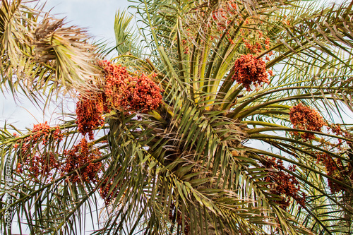 Crown of date palm with fruits against the sky