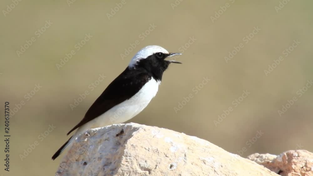 Morning wheatear bird Close shot of Morning wheatear standing on a rock Morning wheatear bird Close shot of Morning wheatear standing on a rock