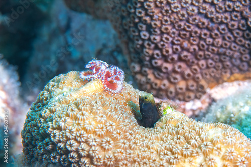Christmas Tree Worm and Spinyhead Blenny, Reefs of Bonaire photo