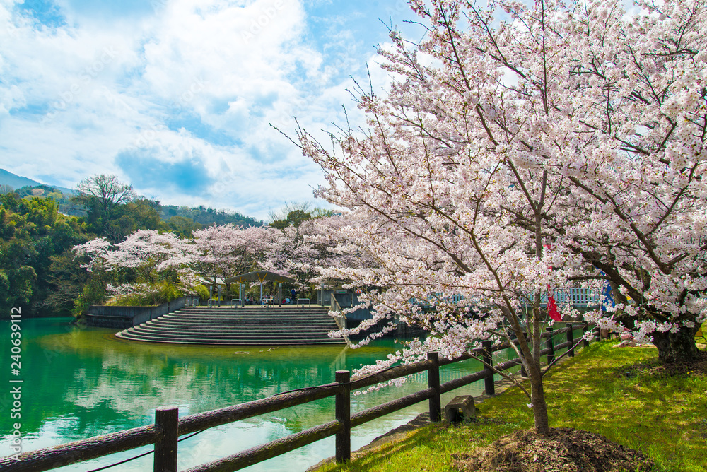 写真素材：日本、桜