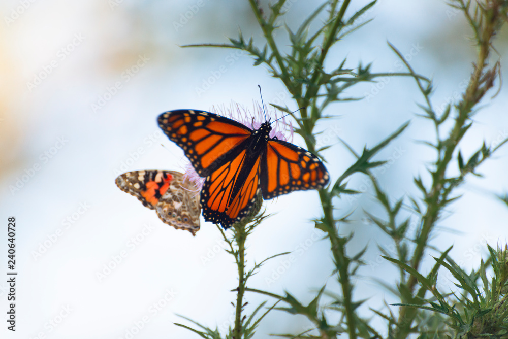 Obraz premium monarch and painted lady butterflies on pink thistle flowers